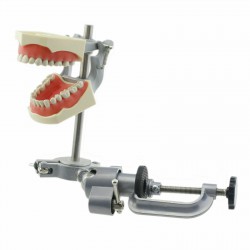 Tandheelkundig Typodont-model met paalmontagepraktijk 32 stuks tanden