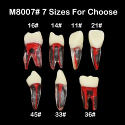 10 stuks tandheelkundige endodontische wortelkanaalbehandeling praktijk endo tanden model