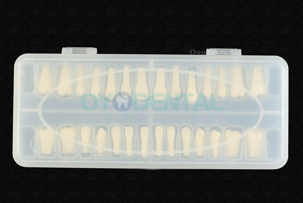 Typodont vervangende tanden met verwijderbare tanden van 28 stuks compatibel met Frasaco ANA-4 Typodont
