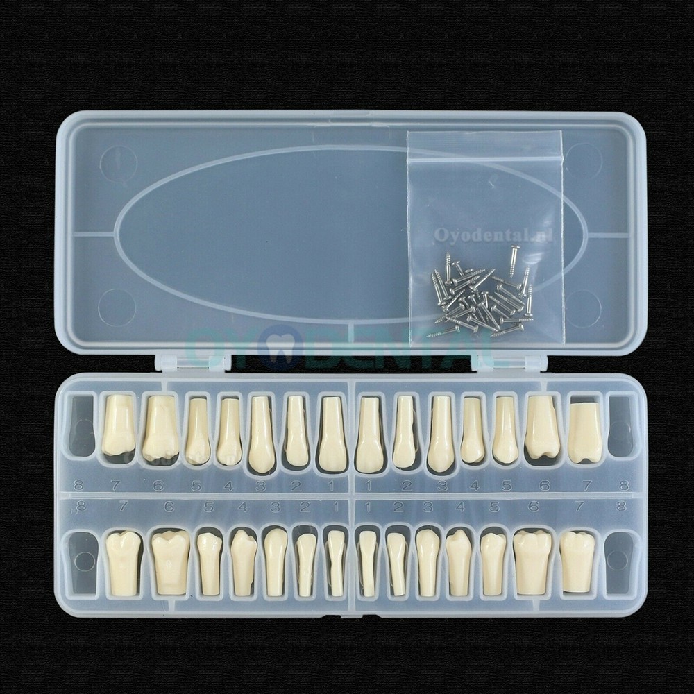 Typodont vervangende tanden met verwijderbare tanden van 28 stuks compatibel met Frasaco ANA-4 Typodont
