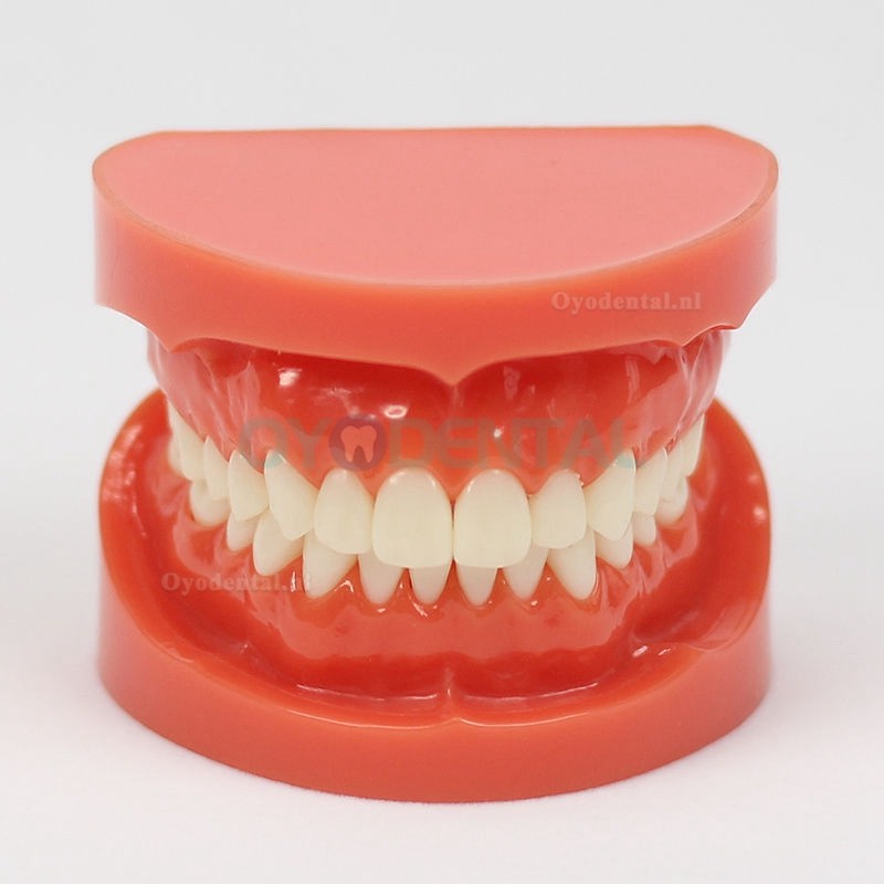 Tandheelkundige leerstudie Volwassen standaard Typodont-demonstratiemodel 1: 1