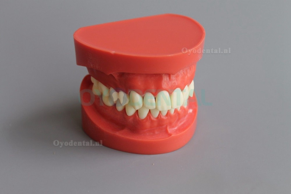 Tandheelkundige leerstudie Volwassen standaard Typodont-demonstratiemodel 1: 1