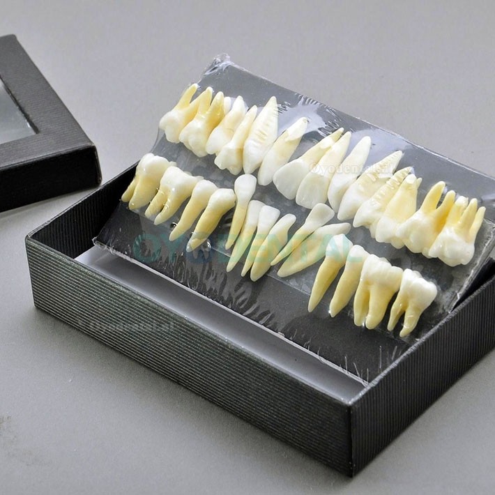 Tandmodel Tandenmodel 28 stuks 1: 1 Volledige permanente tanden 7008