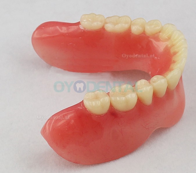 Tandheelkundige tanden Implantaatmodel Jaw M-2014B