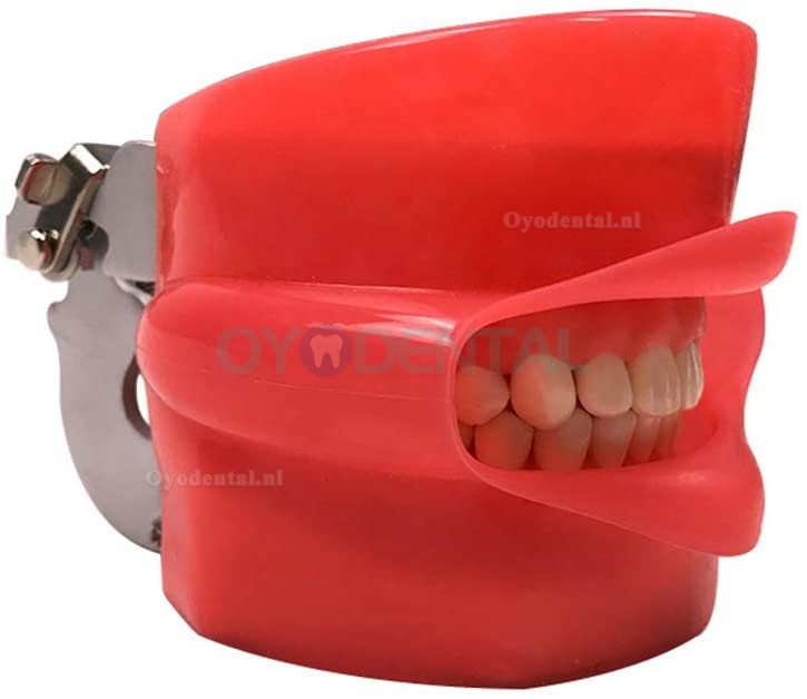 Tandheelkundige Oefenpop Fantoom Hoofd Typodont Compatibel met Nissin Kilgore Bankmontage