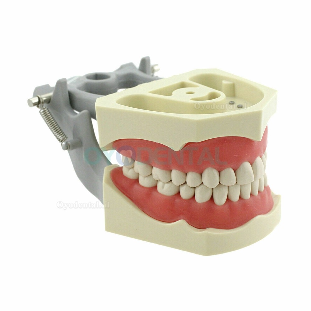 Tandheelkundig Typodont-model met paalmontagepraktijk 32 stuks tanden