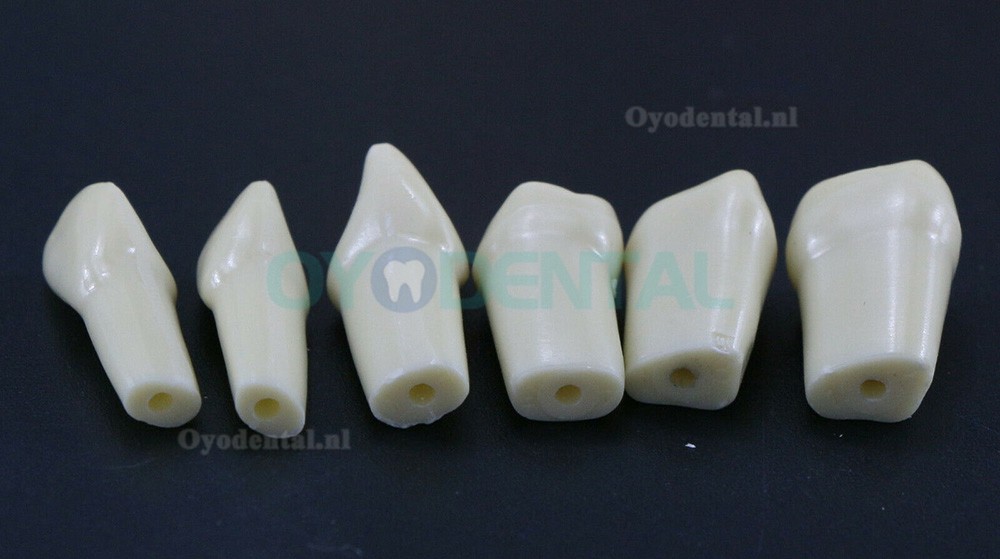 Typodont Vervangende Tanden met 32PCS Verwijderbare Tanden Compatibel Frasaco AG3