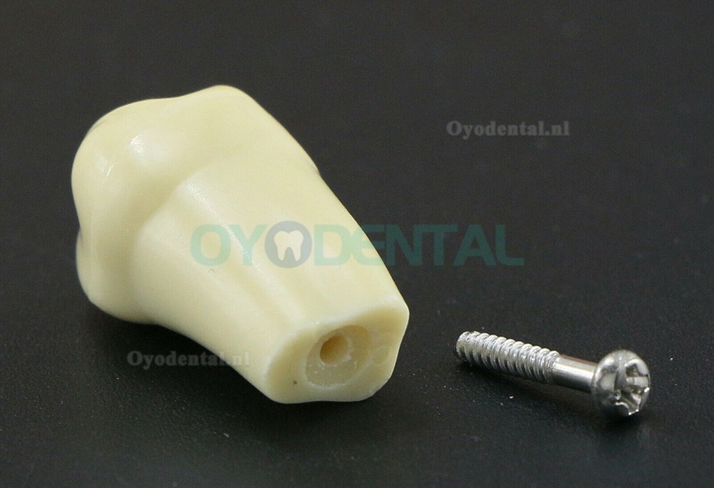 Typodont Vervangende Tanden met 32PCS Verwijderbare Tanden Compatibel Frasaco AG3